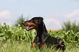 DOBERMANN 1236